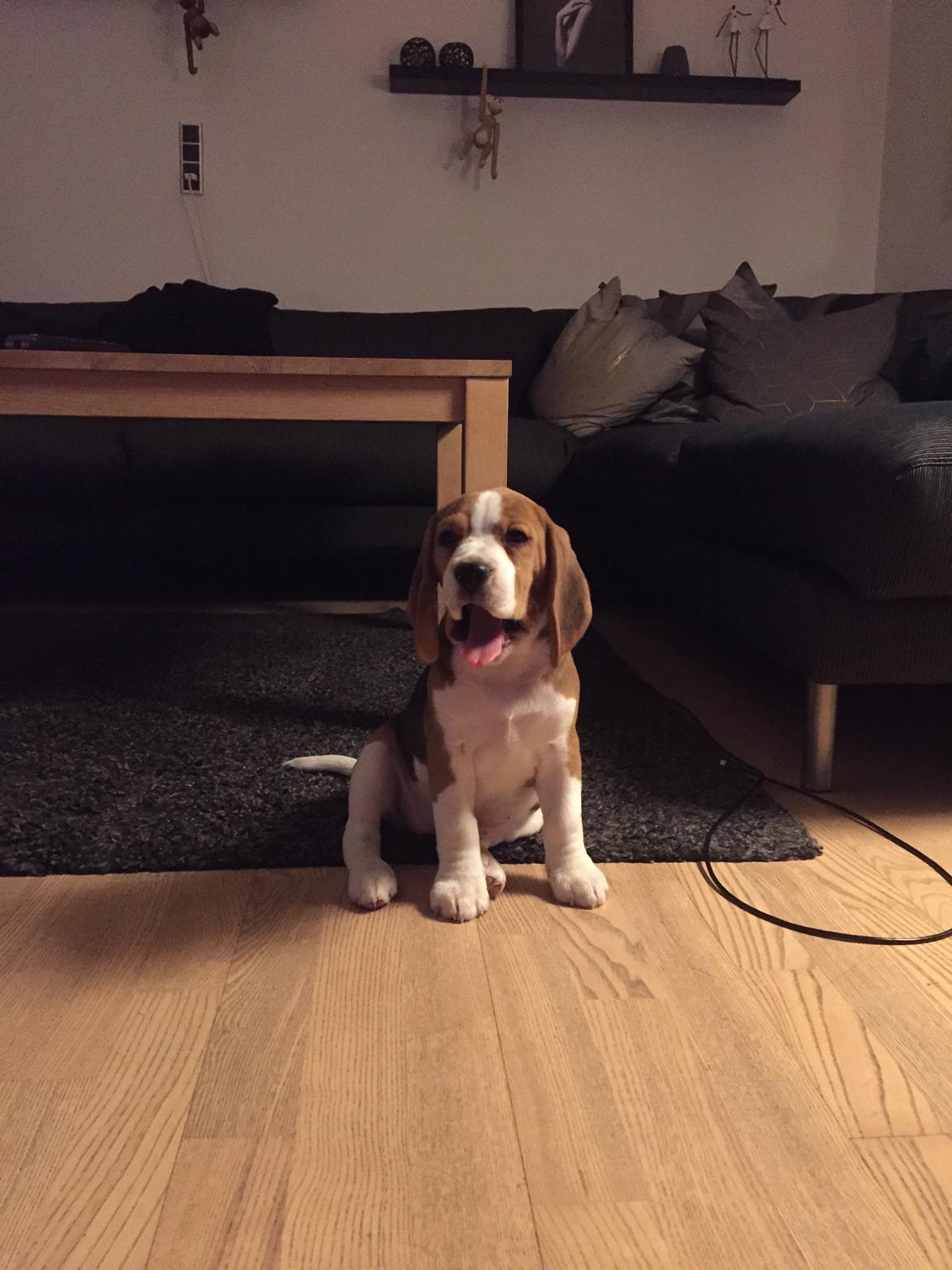 Beagle Zoey billede 3