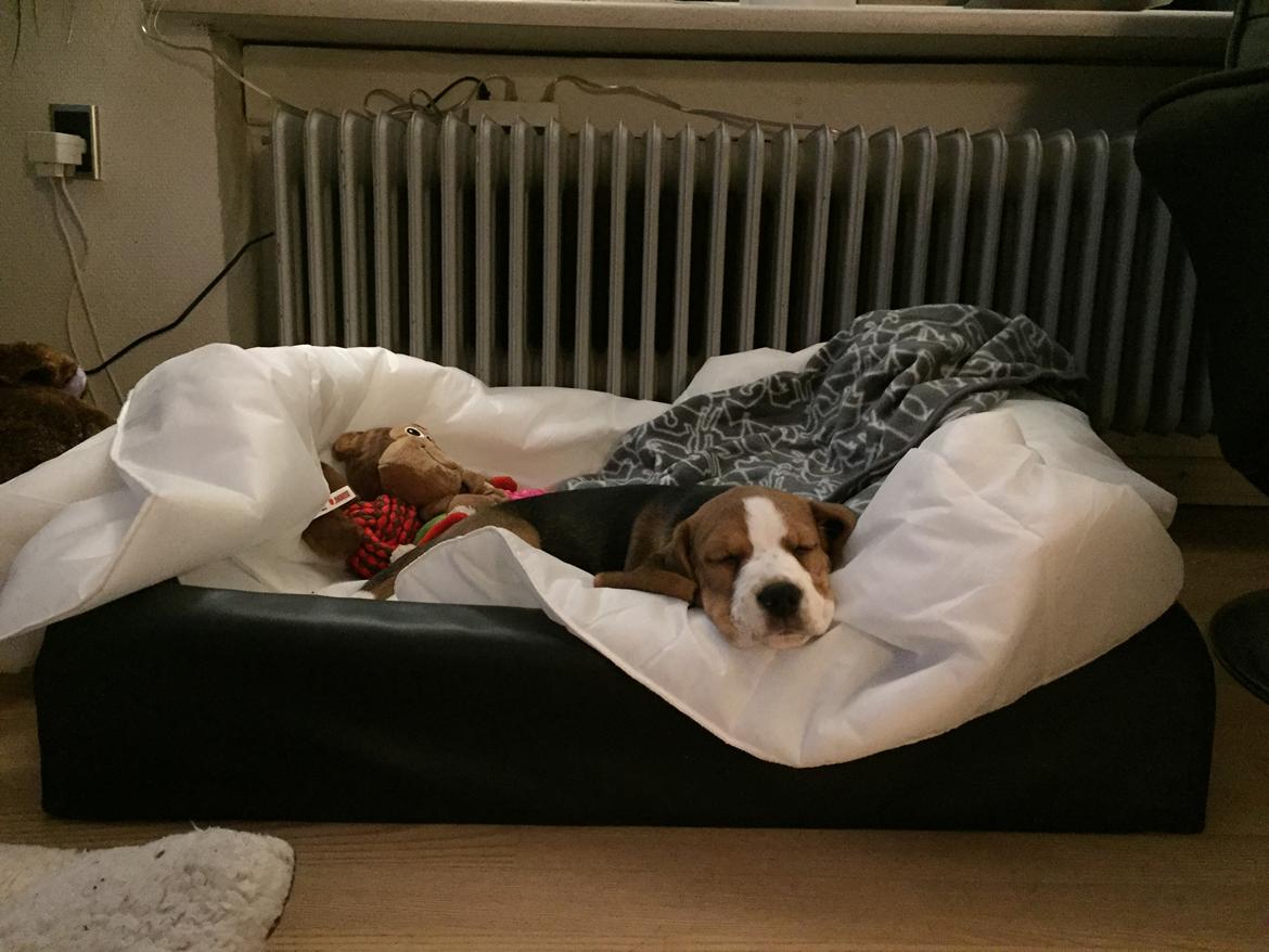 Beagle Zoey billede 5