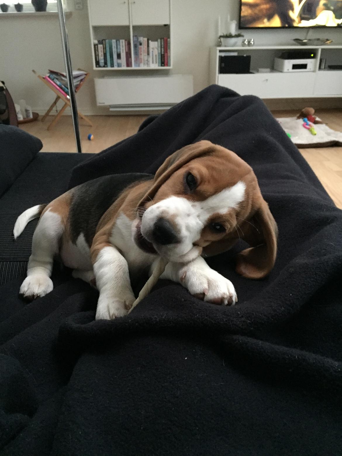 Beagle Zoey billede 6