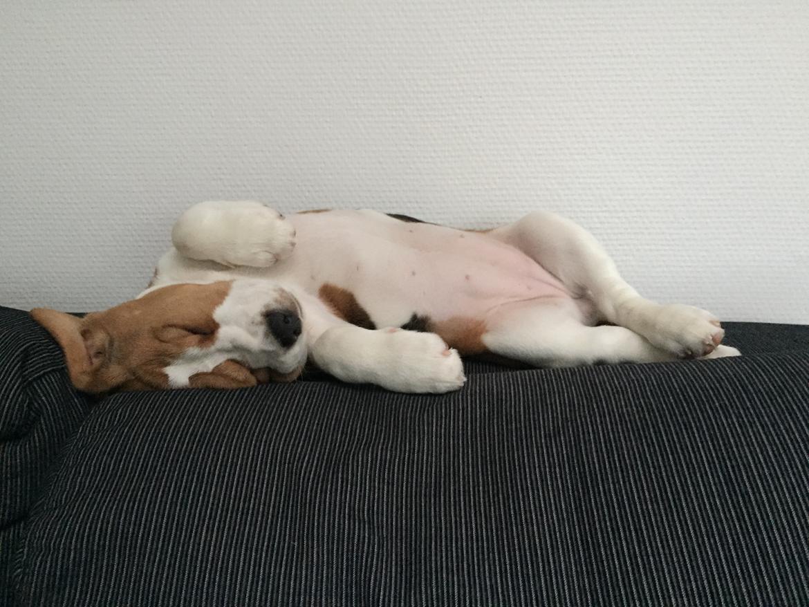 Beagle Zoey billede 7