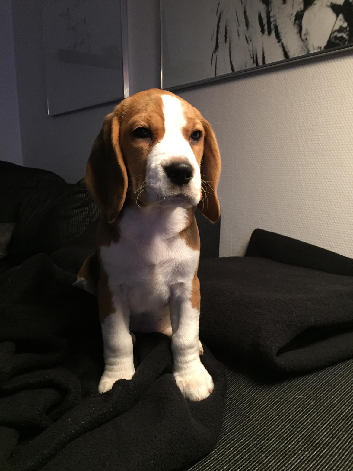 Beagle Zoey billede 8