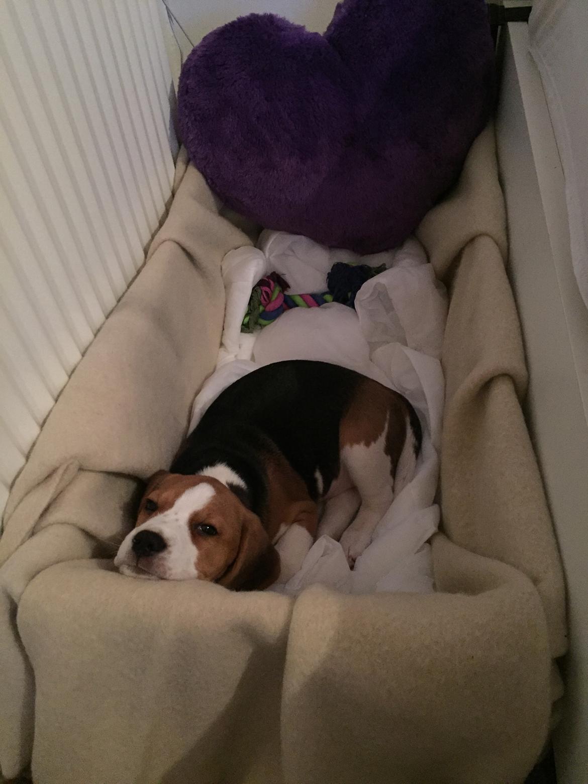 Beagle Zoey billede 9
