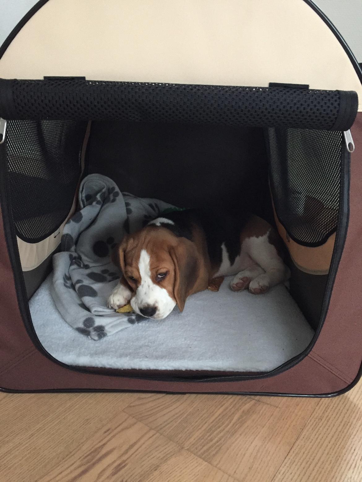 Beagle Zoey billede 10