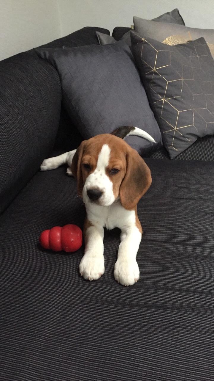 Beagle Zoey billede 11
