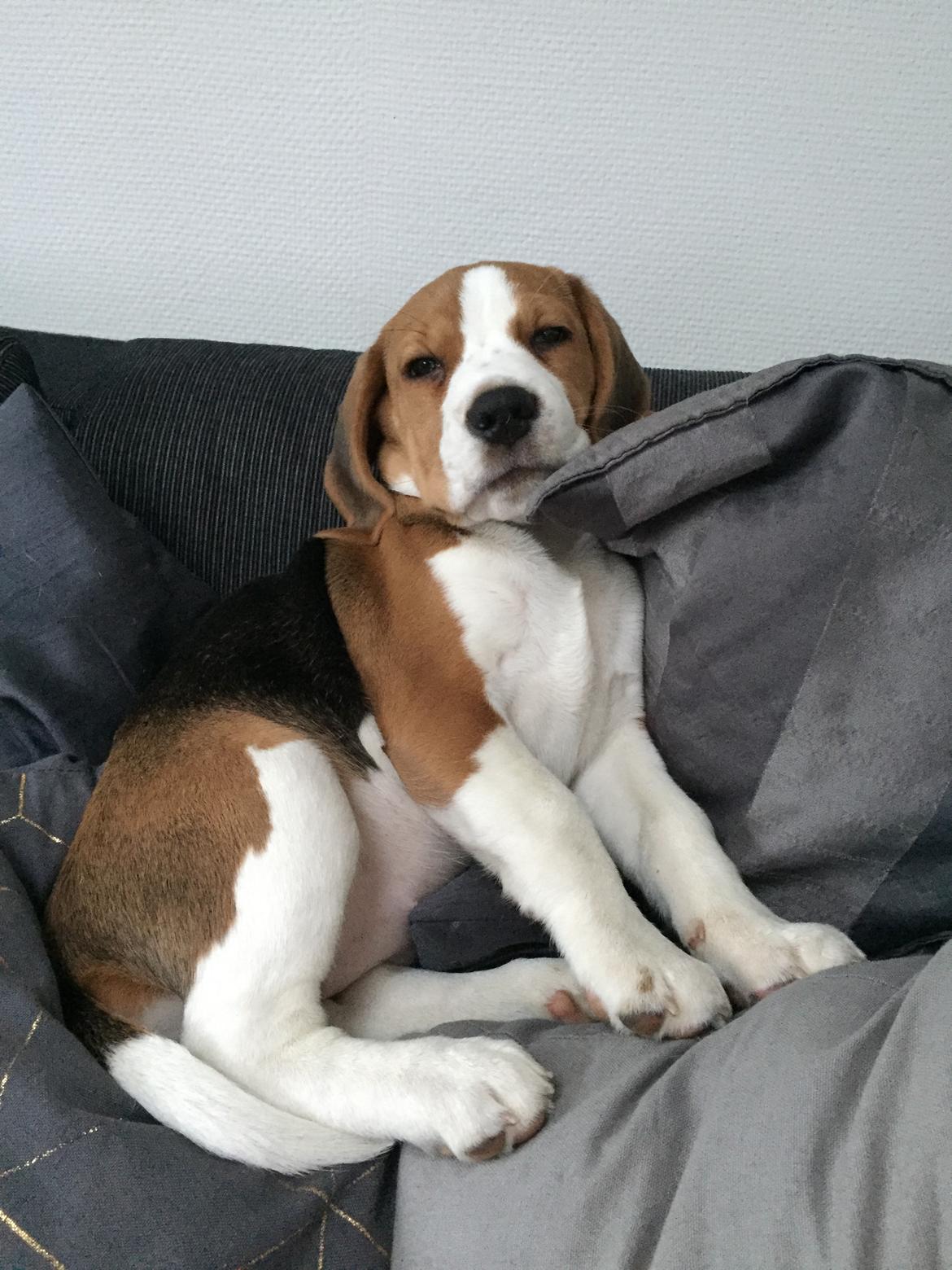 Beagle Zoey billede 12