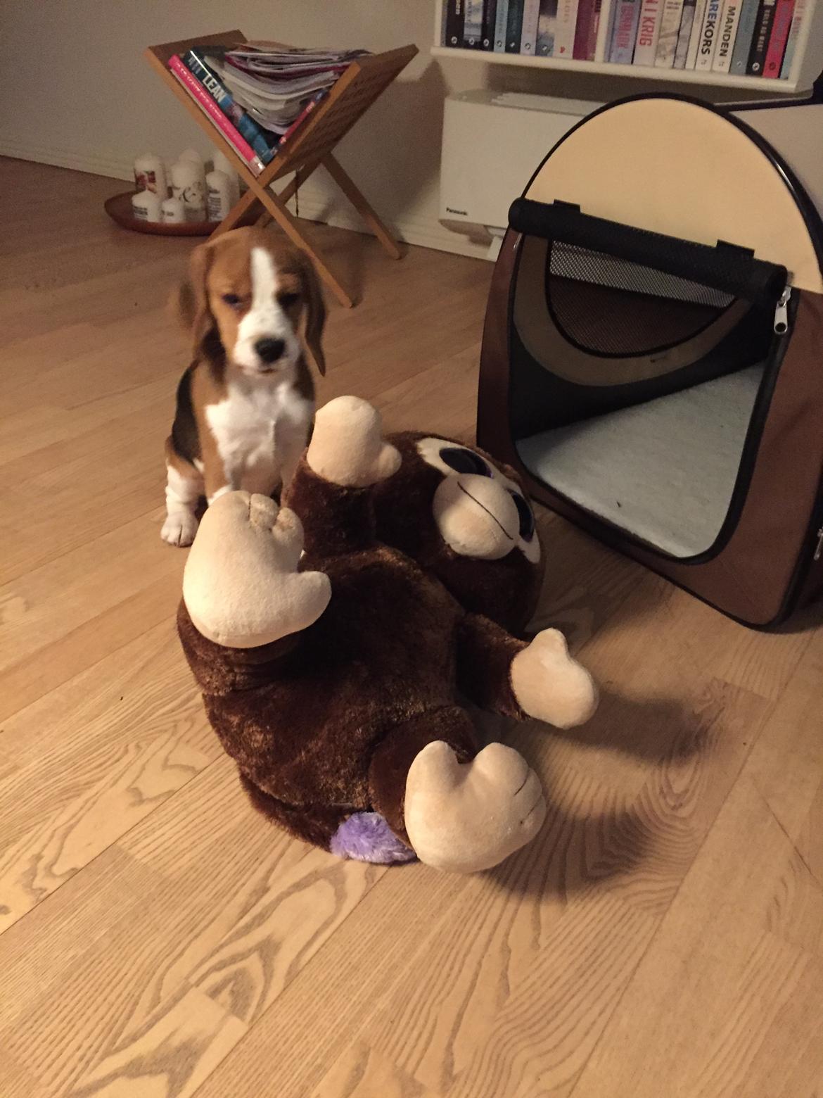 Beagle Zoey billede 13