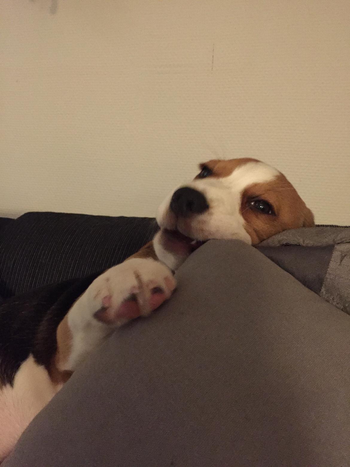 Beagle Zoey billede 14