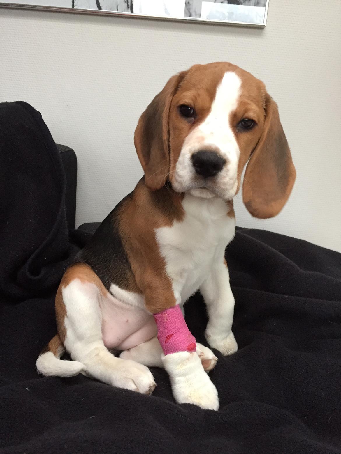 Beagle Zoey billede 15