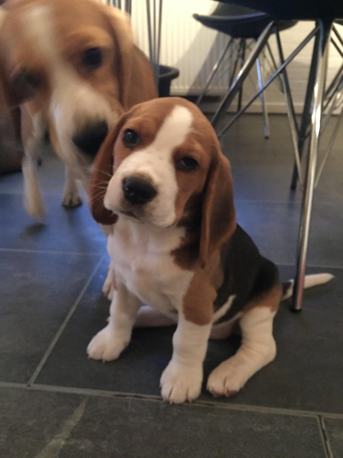 Beagle Zoey billede 2