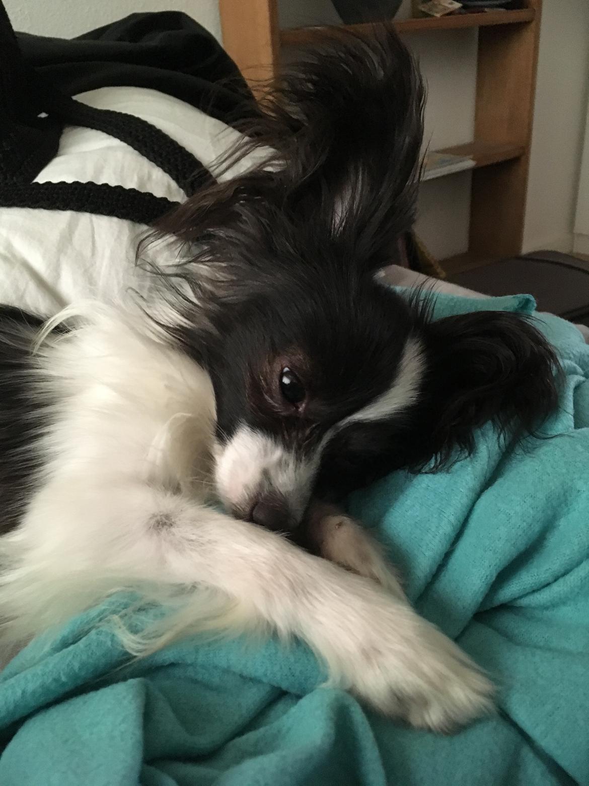 Papillon Gizmo billede 14