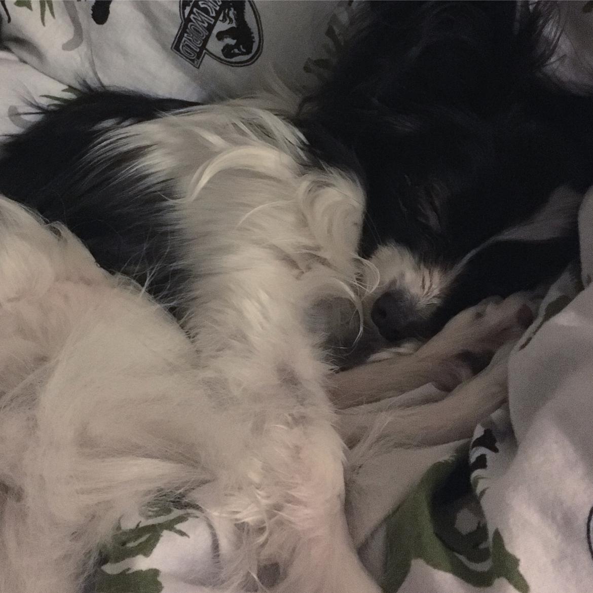 Papillon Gizmo billede 12