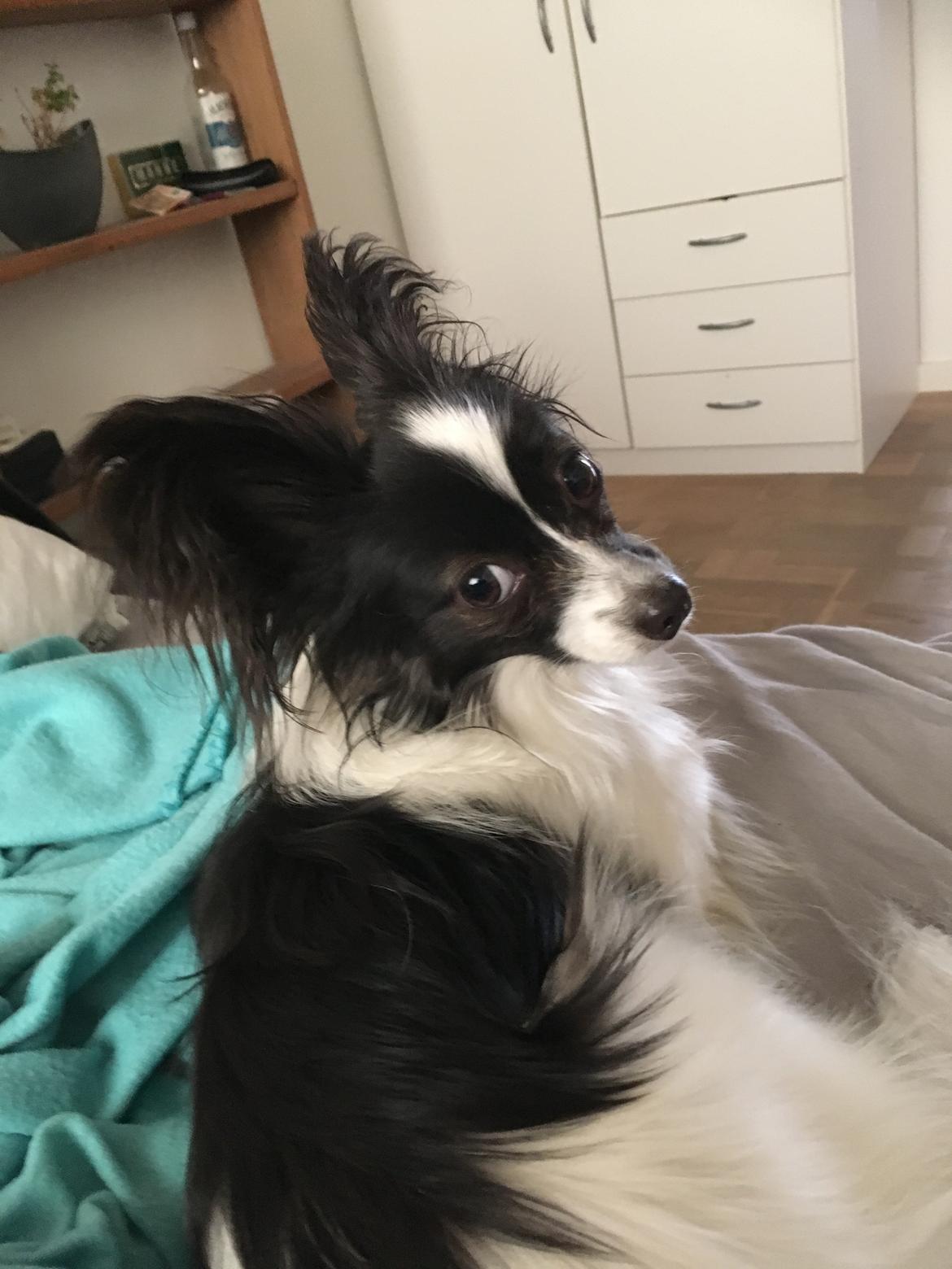 Papillon Gizmo billede 16