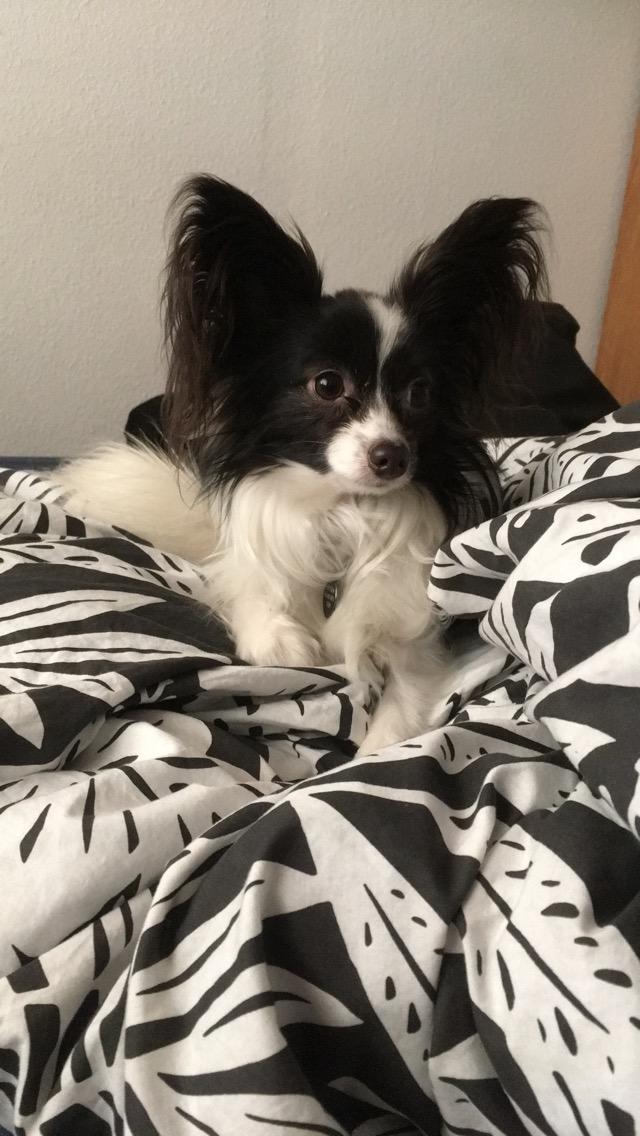 Papillon Gizmo billede 15