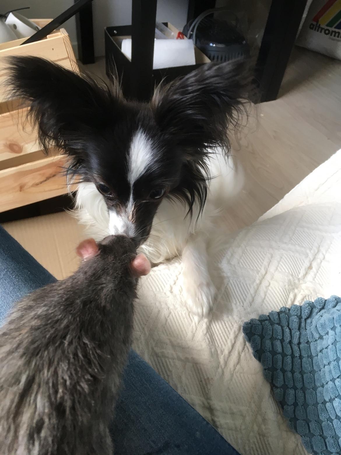 Papillon Gizmo billede 13