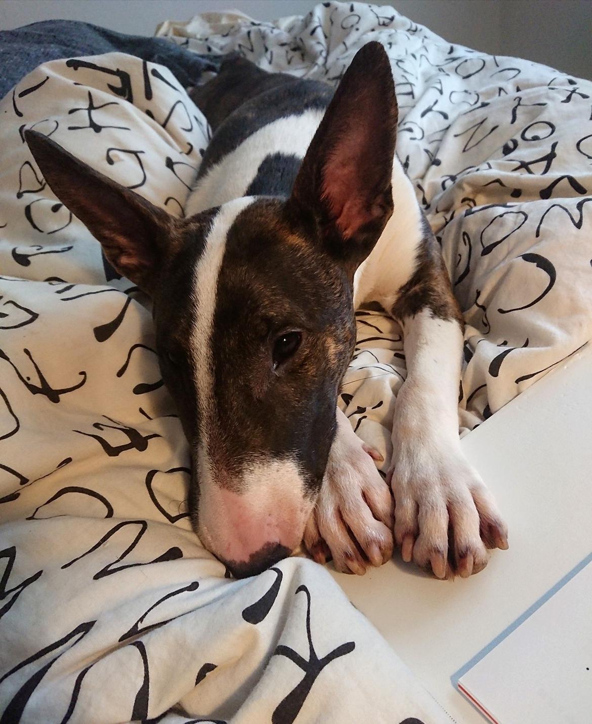 Bullterrier Qwerty (Danmar Bull's Rainbow Dash) - "Skal vi ikke snart lave noget sjovt?" billede 23