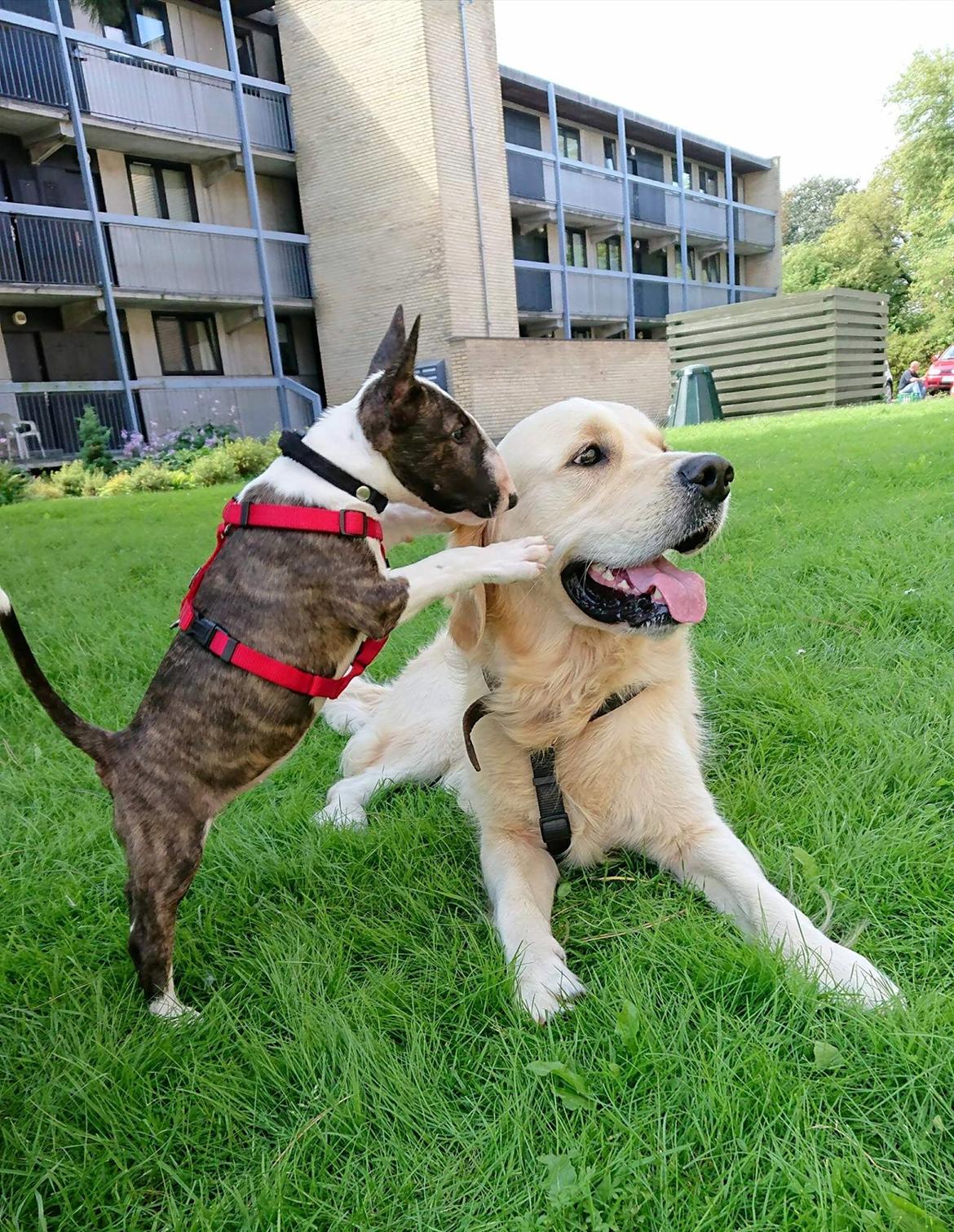 Bullterrier Qwerty (Danmar Bull's Rainbow Dash) billede 26