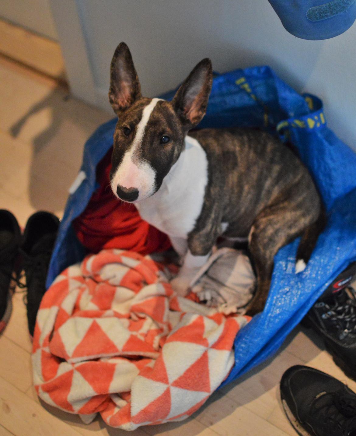 Bullterrier Qwerty (Danmar Bull's Rainbow Dash) - Jamen, hvorfor ikke  billede 24