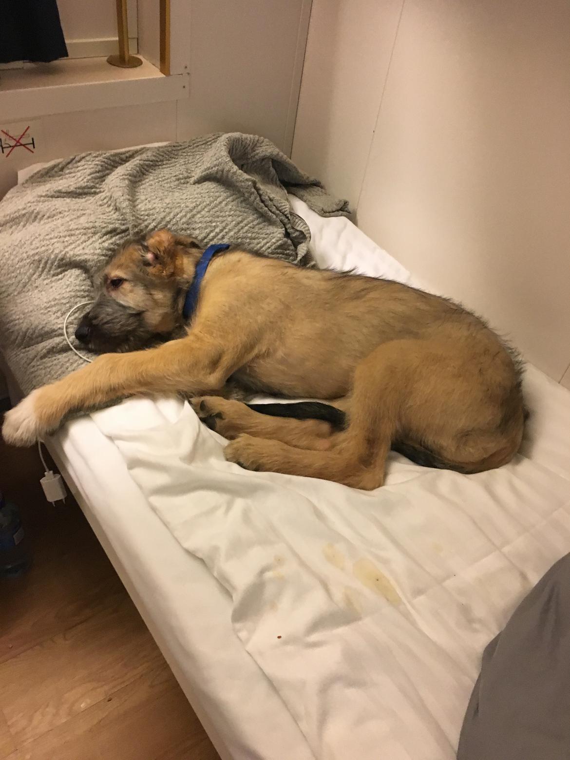 Irsk ulvehund Clonakilty av Black Glacier  aka “Marvin” R.I.P. billede 22