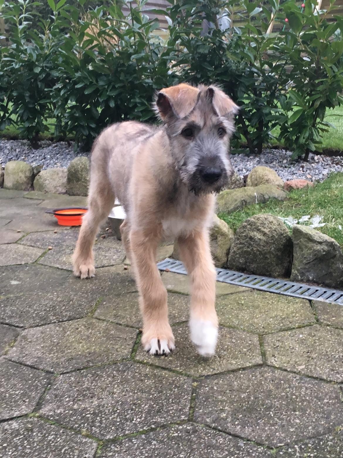 Irsk ulvehund Clonakilty av Black Glacier  aka “Marvin” R.I.P. - 3 mdr billede 24