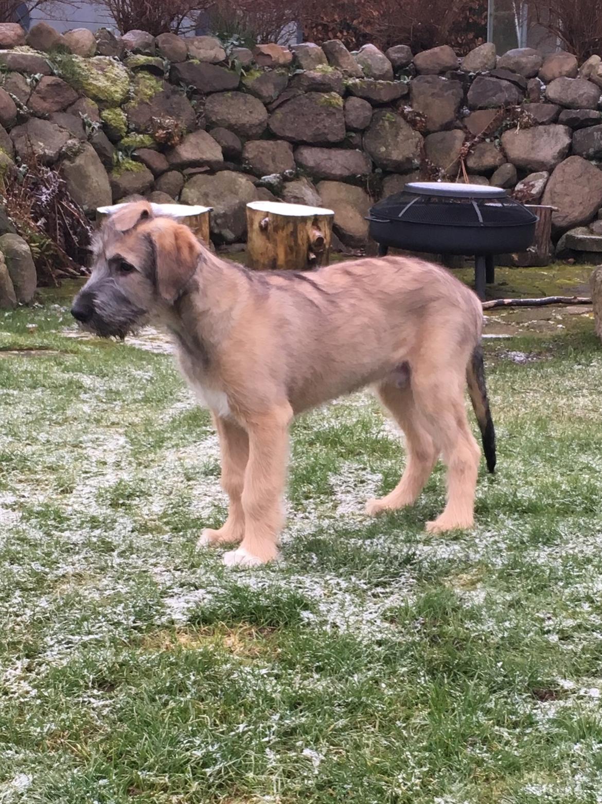 Irsk ulvehund Clonakilty av Black Glacier  aka “Marvin” R.I.P. - 3 mdr billede 26