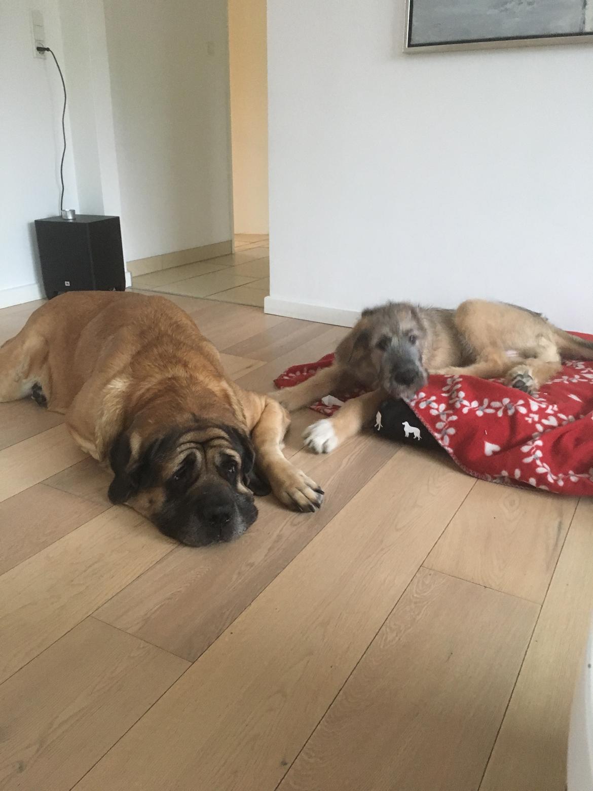 Irsk ulvehund Clonakilty av Black Glacier  aka “Marvin” R.I.P. billede 27