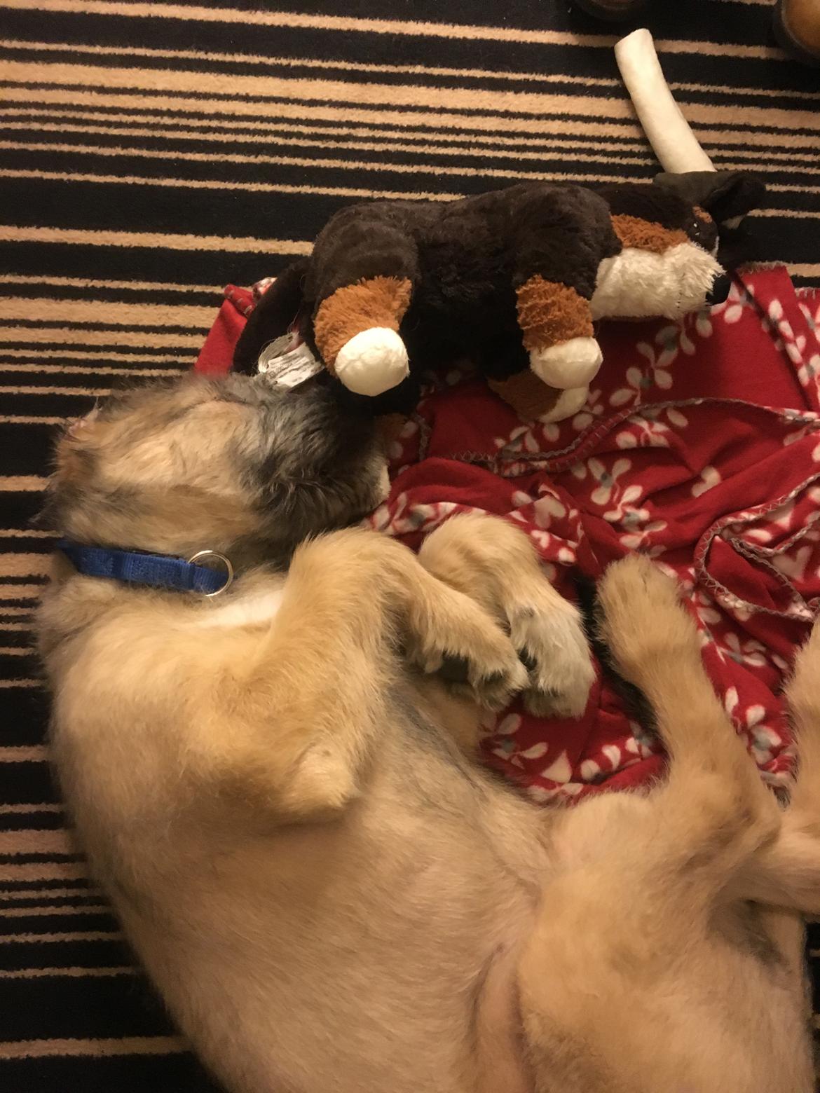 Irsk ulvehund Clonakilty av Black Glacier  aka “Marvin” R.I.P. - 3 mdr billede 28