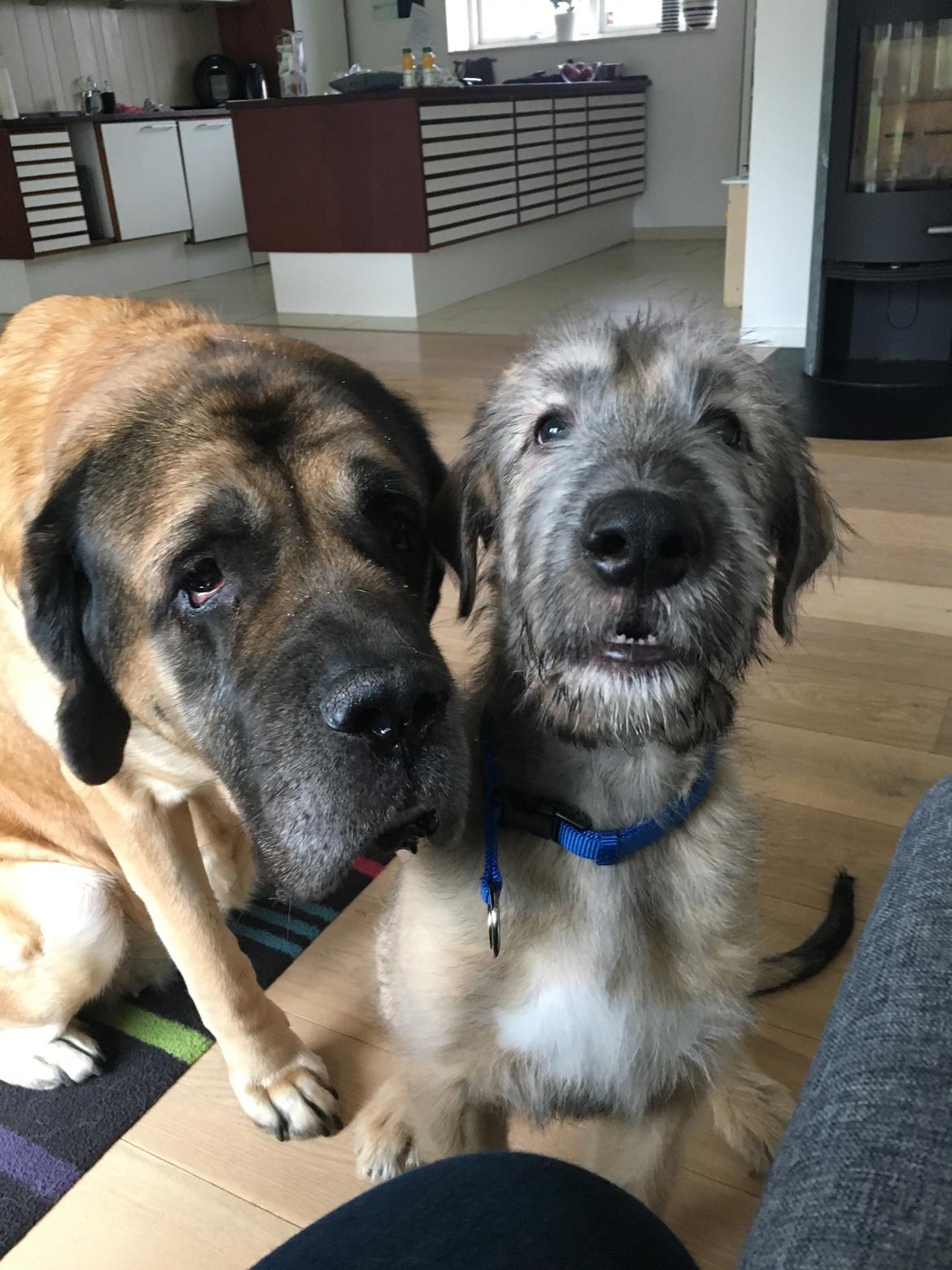 Irsk ulvehund Clonakilty av Black Glacier  aka “Marvin” R.I.P. - 3 mdr billede 23