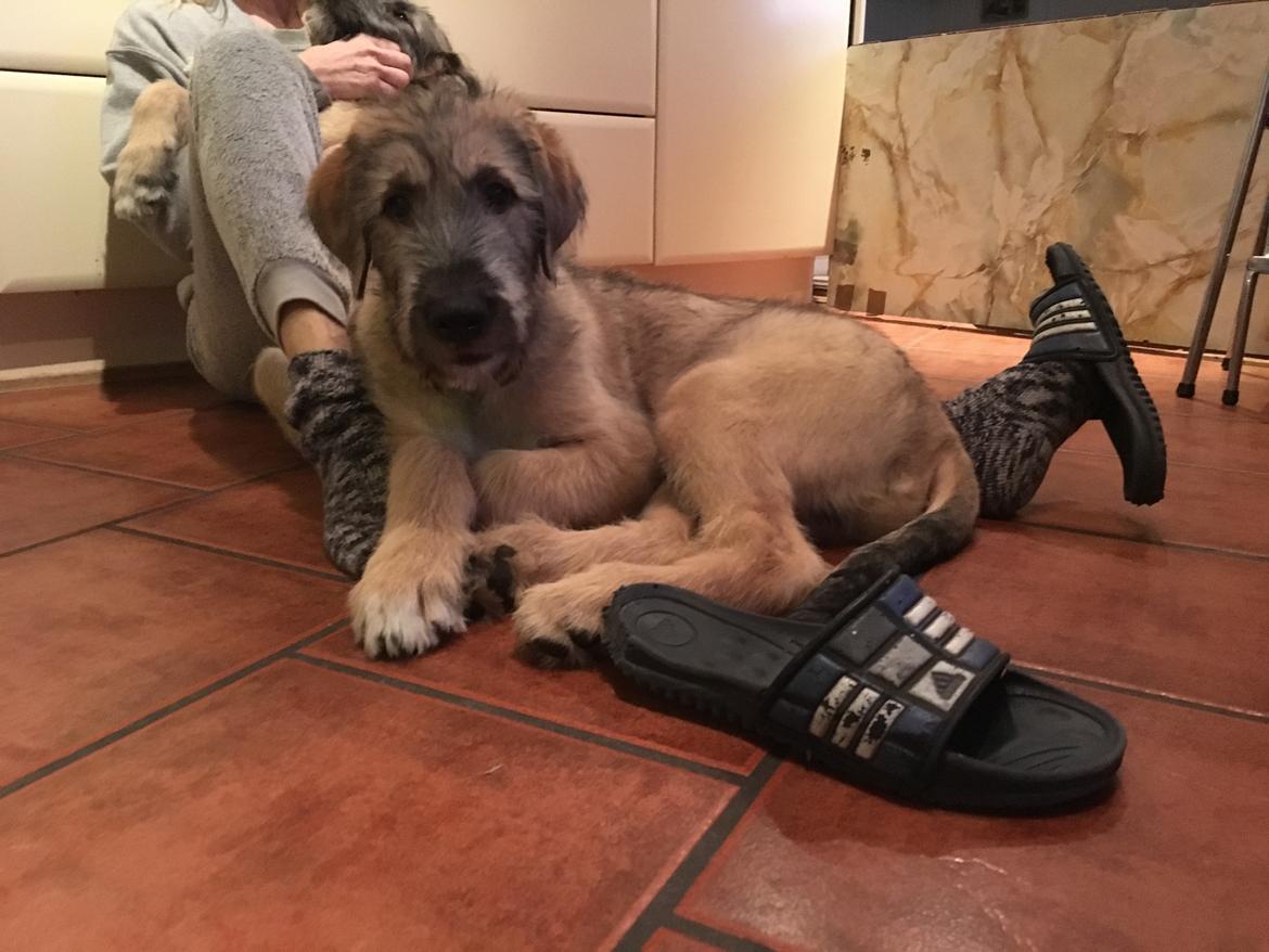 Irsk ulvehund Clonakilty av Black Glacier  aka “Marvin” R.I.P. - 3 mdr billede 21