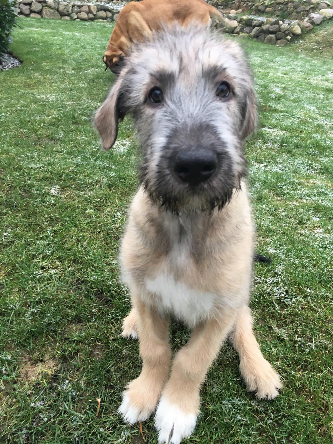 Irsk ulvehund Clonakilty av Black Glacier  aka “Marvin” R.I.P. - 3 mdr billede 25