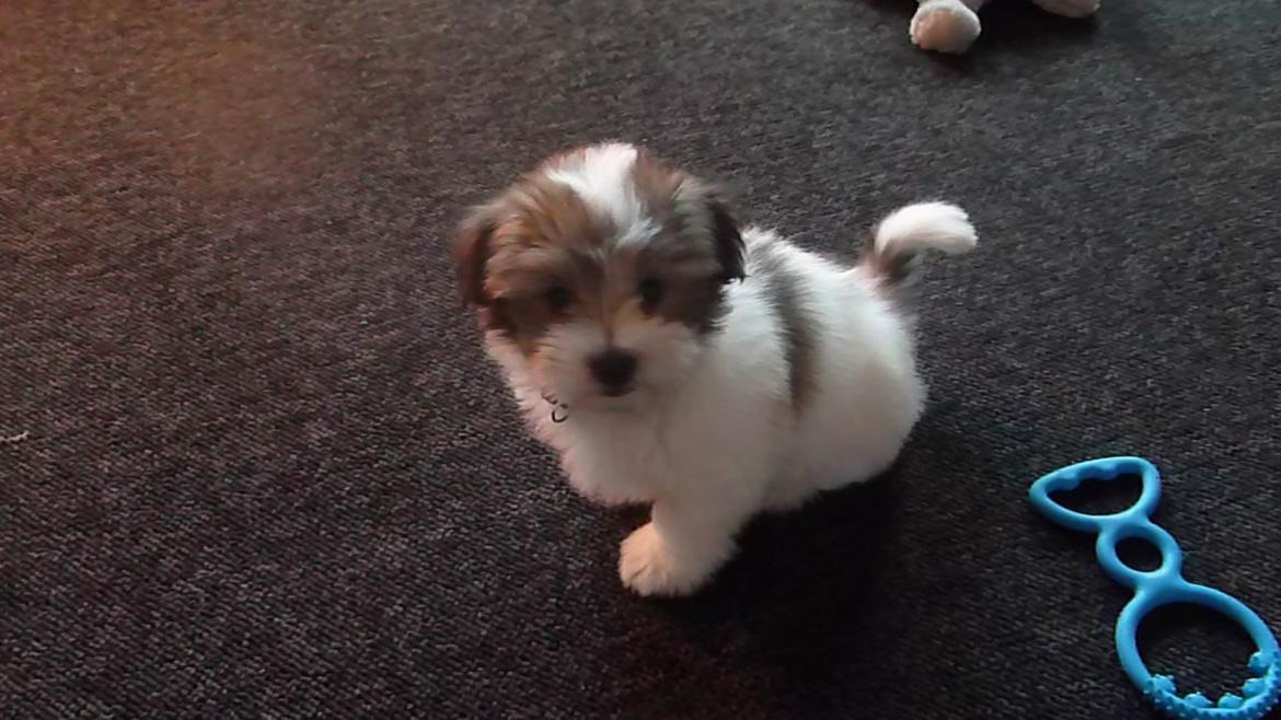 Coton de tulear King billede 38