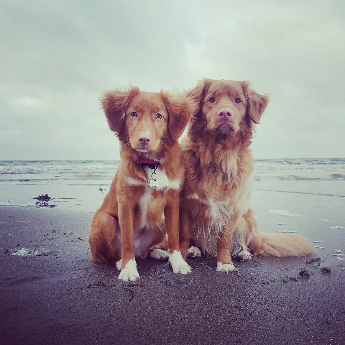 Nova scotia duck tolling retriever Aquafox Sebrings Fangio Chicane"Casey" billede 9