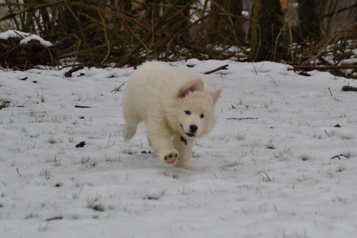 Blanding af racer Buster billede 3