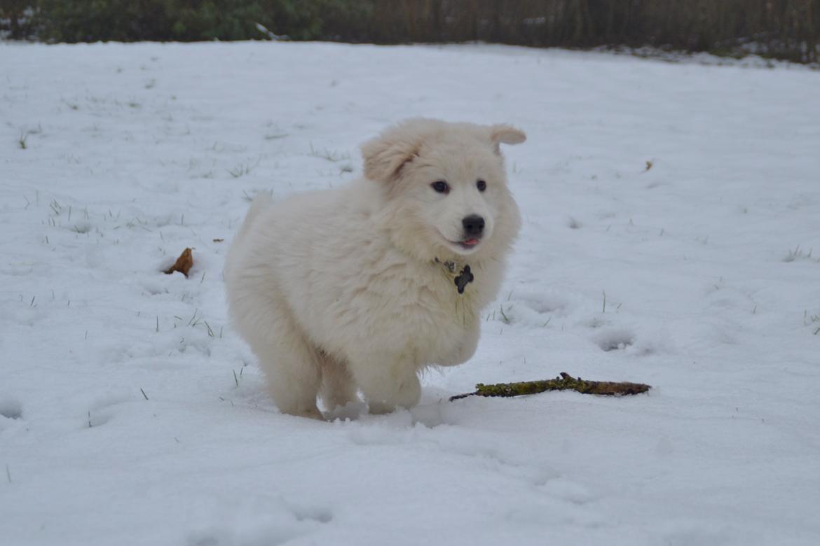 Blanding af racer Buster billede 4