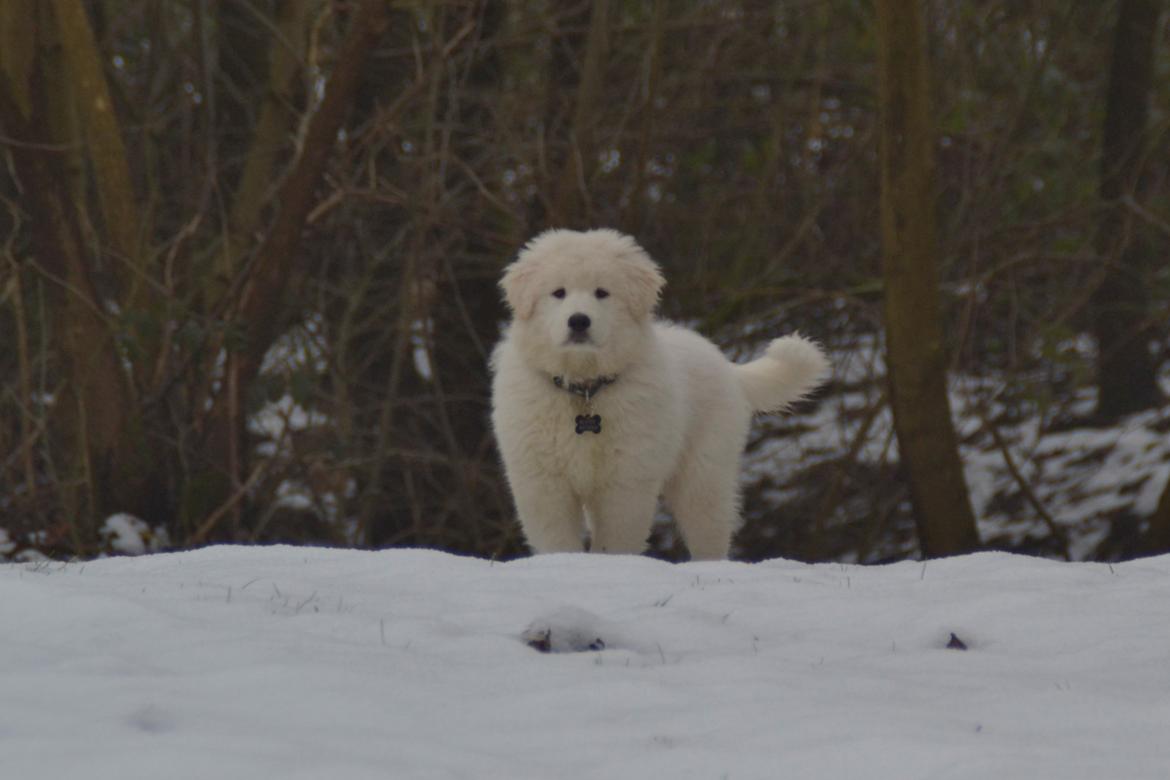 Blanding af racer Buster billede 1