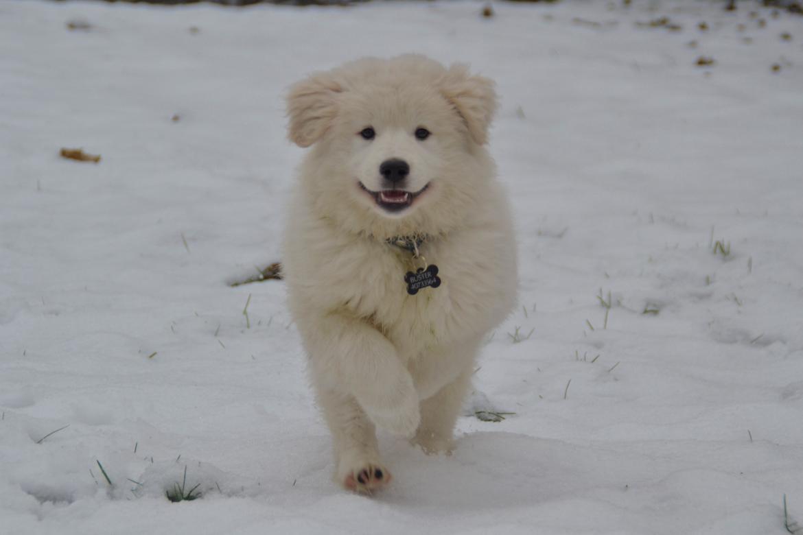 Blanding af racer Buster billede 6