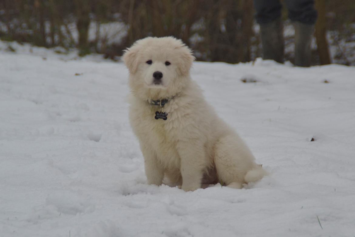 Blanding af racer Buster billede 2