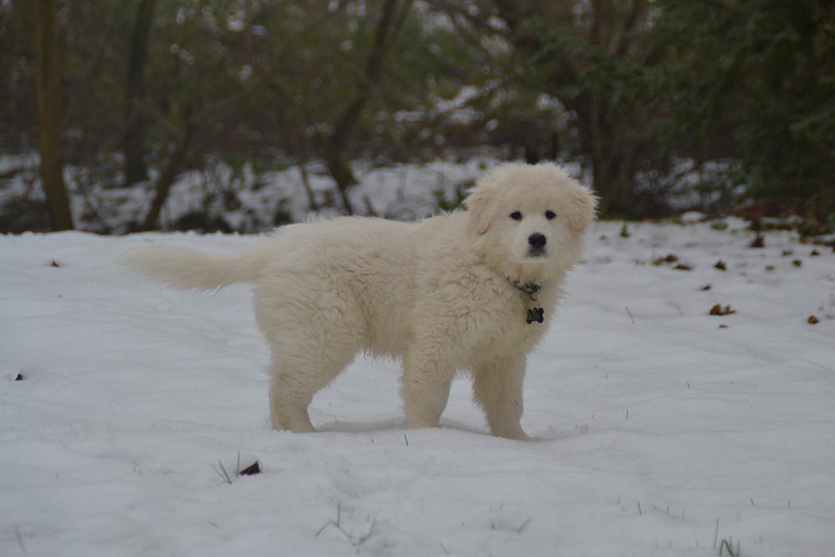 Blanding af racer Buster billede 7