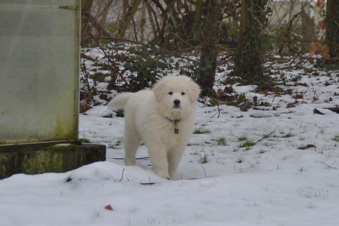 Blanding af racer Buster billede 8