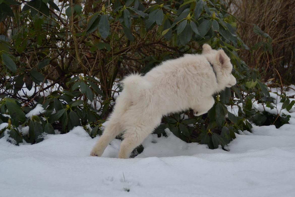 Blanding af racer Buster billede 9