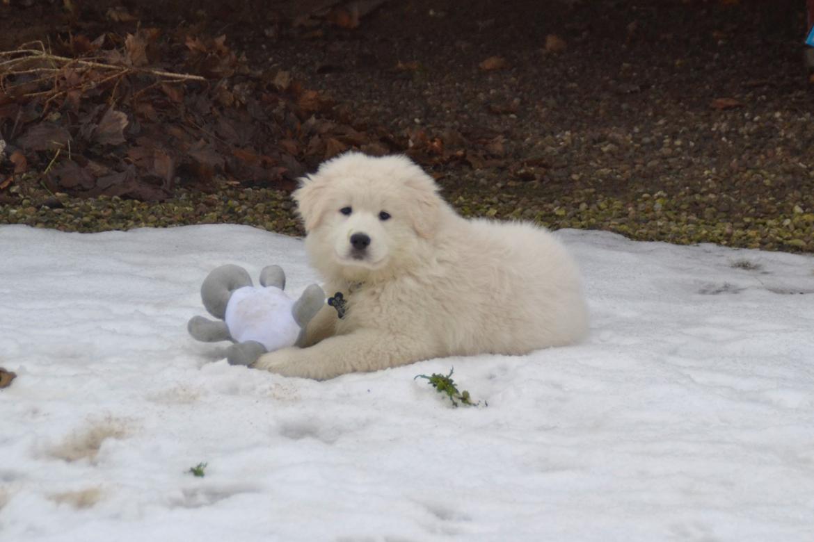 Blanding af racer Buster billede 10