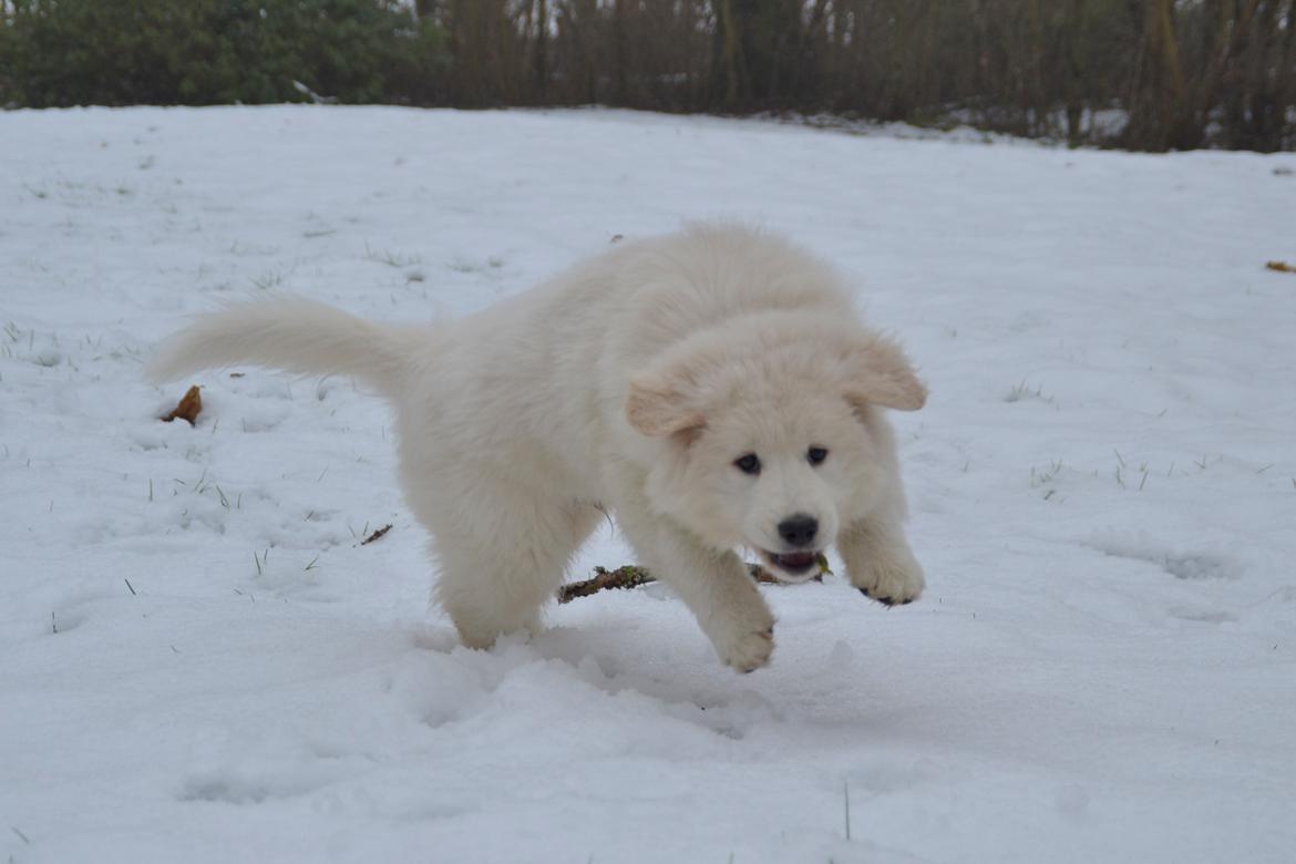 Blanding af racer Buster billede 5