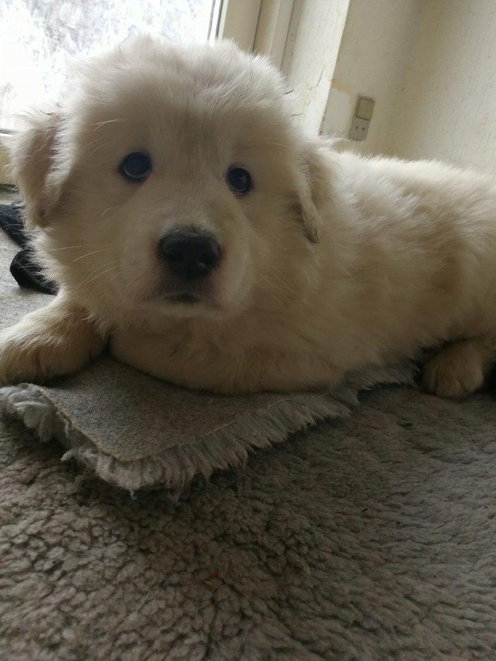 Blanding af racer Buster - Fra Avler billede 11