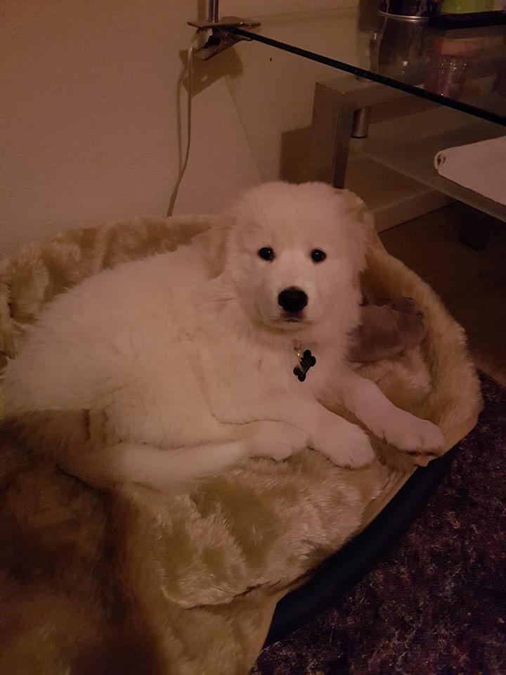 Blanding af racer Buster billede 12