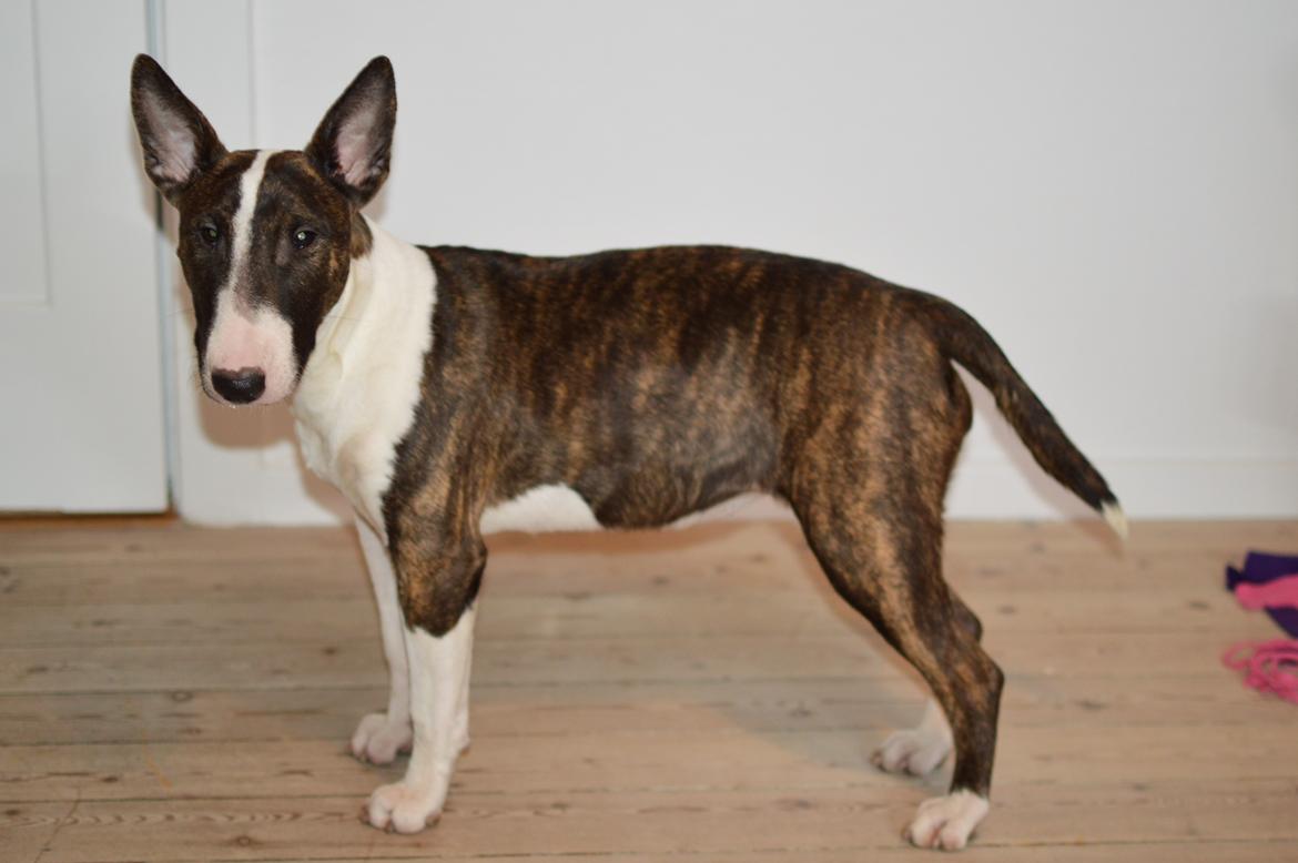 Bullterrier Qwerty (Danmar Bull's Rainbow Dash) - 8 mdr billede 18