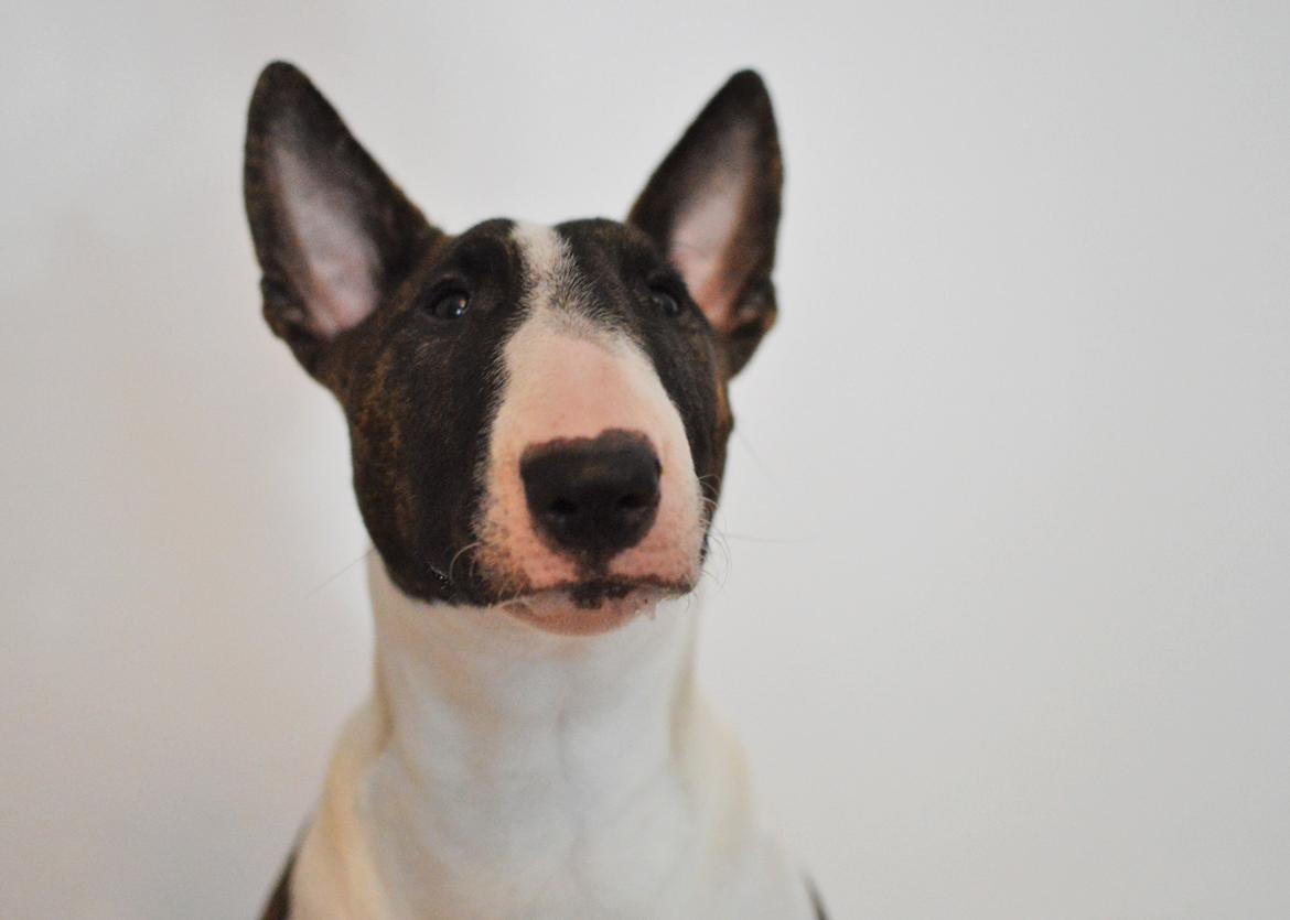 Bullterrier Qwerty (Danmar Bull's Rainbow Dash) - Mængden af savl... ;)  billede 15