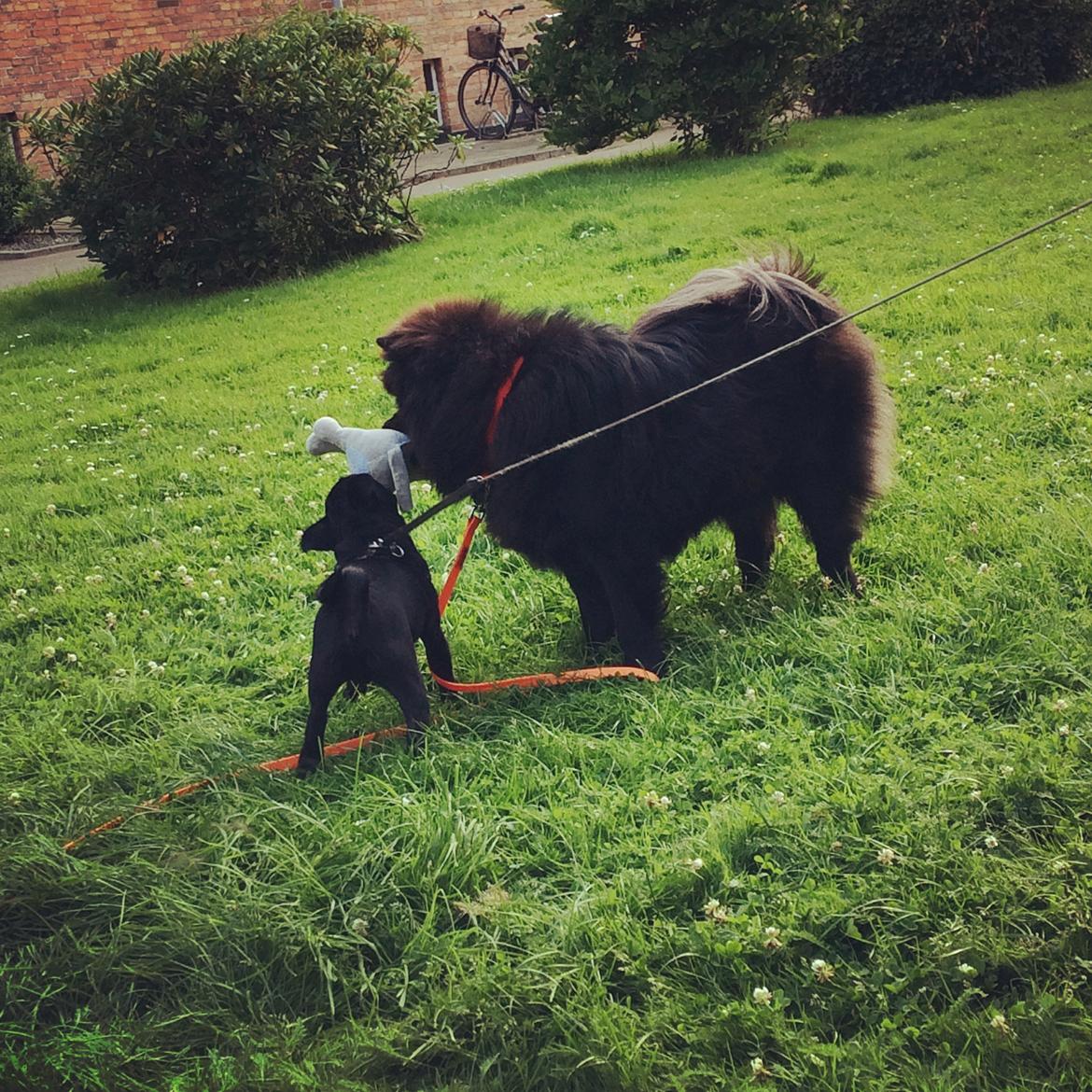 Chow chow Carla billede 1