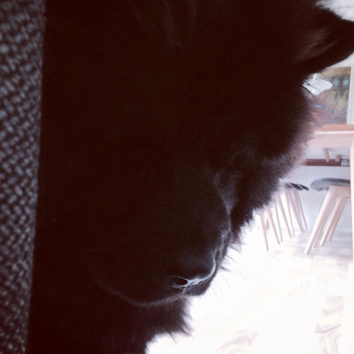 Chow chow Carla billede 2