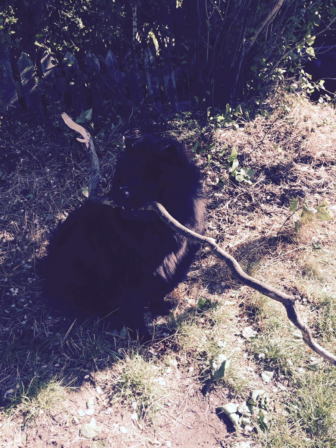 Chow chow Carla billede 3