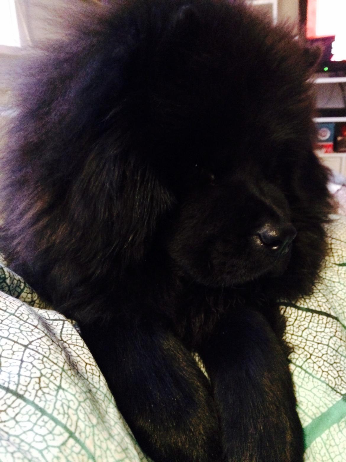 Chow chow Carla billede 5