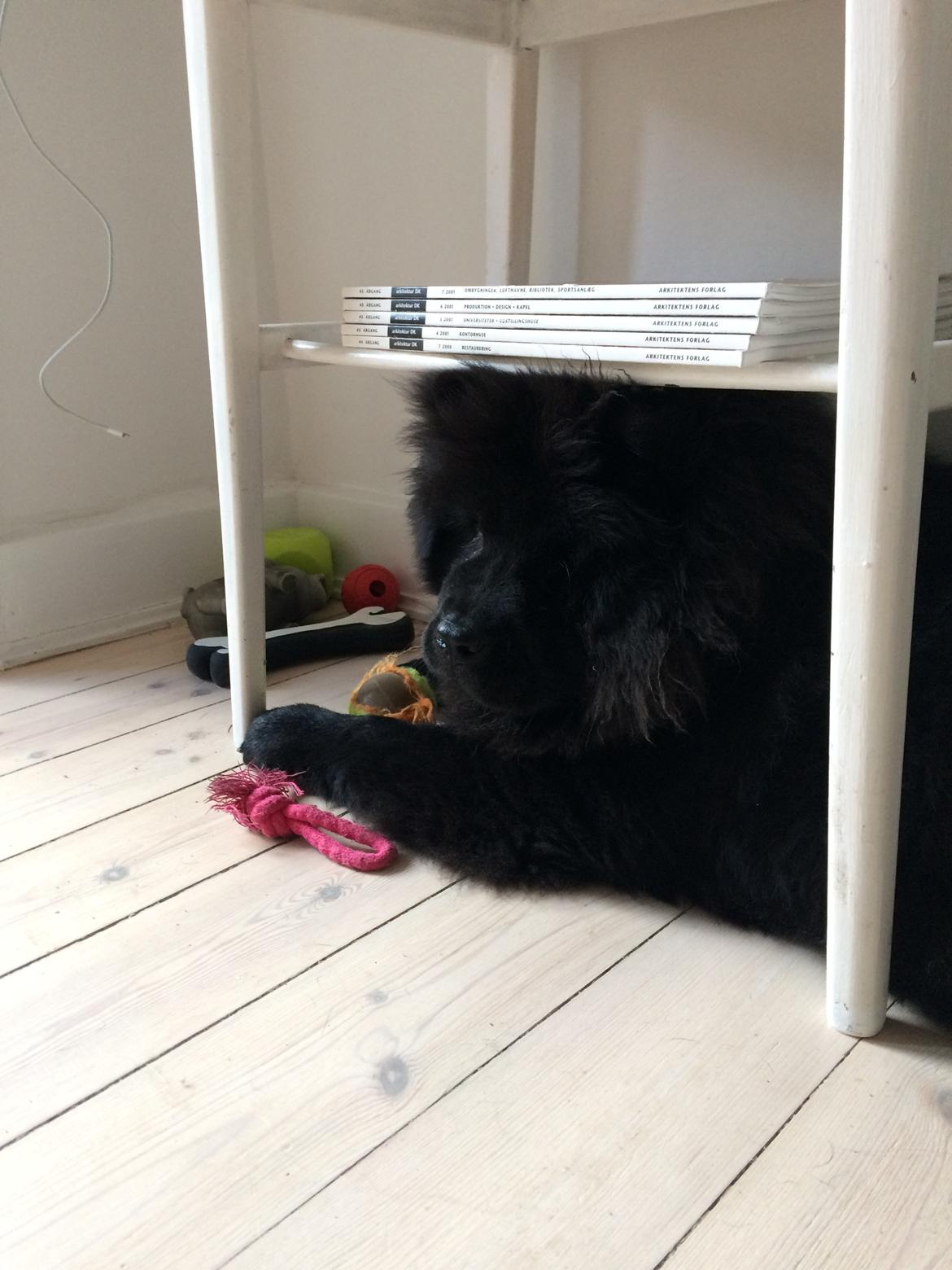 Chow chow Carla billede 6